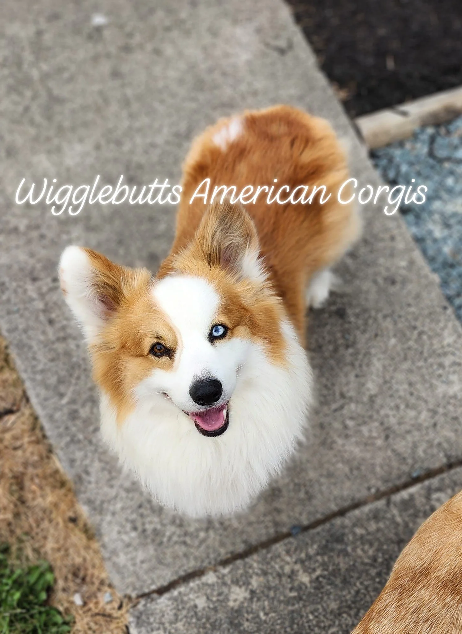 The Pack — Wigglebutts American Corgis